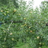 P1020007.JPG
